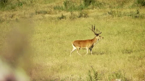 Deer walking on grassland Stock Footage 55309694