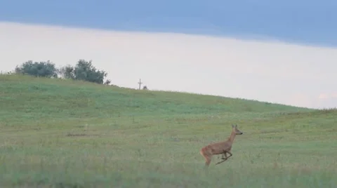 Deer walking on green grass field in full HD Stock-Footage 53497564