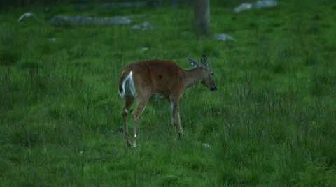 Deer walking in green grass Stock Footage 49189644