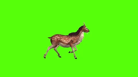 Deer Walking Green Screen Animation 4K Rendering Видео 278137811