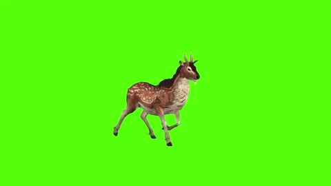 Deer Walking Green Screen Animation 4K Rendering Stock-Footage 278137820