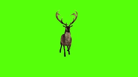 Deer Walking Green Screen Animation 4K Rendering Stock-Footage 295212762