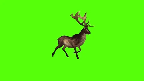 Deer Walking Green Screen Animation 4K Rendering Vidéo 295212794