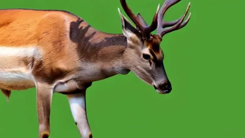 Deer walking with green screen stock video HD quality Stock Footage 304751136