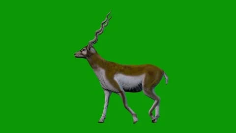 Deer Walking Left Side On Green Screen-3D Rendering Animation WildLife Animal Stock Footage 313888386