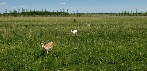 Deer walking in a meadow Stock Footage 111746477