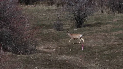 Deer Walking Moutainside Winter Spring Utah Stock-Footage 210858837