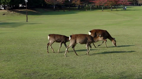 Deer Walking in Nara Park Stock Footage 32405933