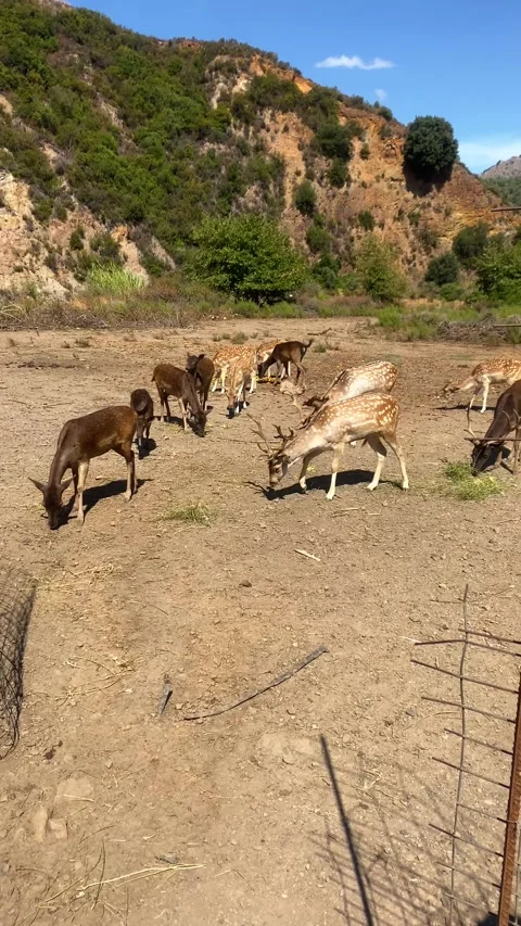Deer walking in nature. Vertical video Stock Footage 286865517