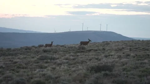 Deer walking in open field with wind turbines Stock Footage 194164765