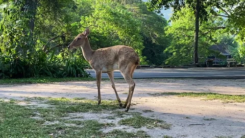 Deer walking in open  zoo Stock Footage 251267786