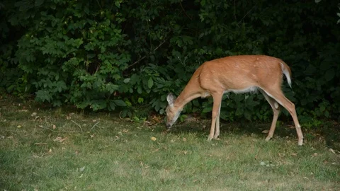 Deer Walking Out of Shot 库存影片 92969608