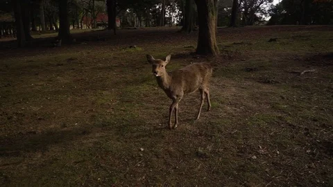 Deer walking in the park Stock Footage 79400925
