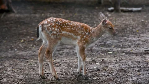 Deer walking in the park Stock Footage 257231152