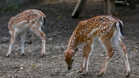 Deer walking in the park Stock Footage 257231183