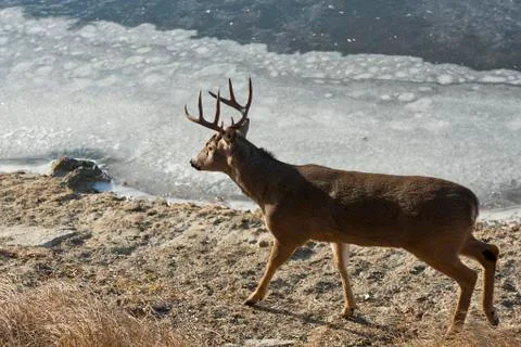 Deer Walking Stock Photos