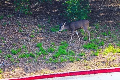 Deer walking 스톡 사진