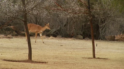 Deer walking in ranch Stock Footage 54590548