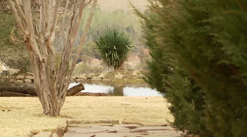 Deer walking in ranch Stock Footage 54590551