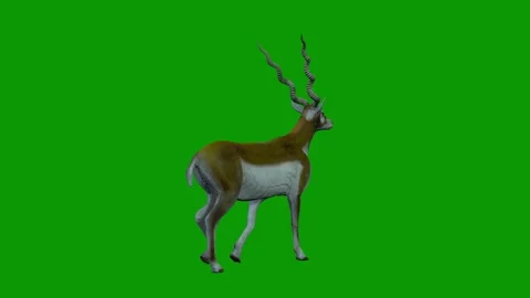 Deer Walking Right Side On Green Screen-3D Rendering Animation WildLife Animal Stock Footage 313888385