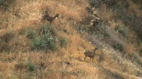 Deer Walking On Side Of Canyon Stock Footage