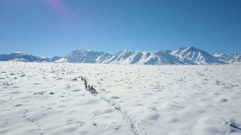 Deer Walking on Snow Covered Mountain Ridge Aerial 4K Stock Footage 71891676
