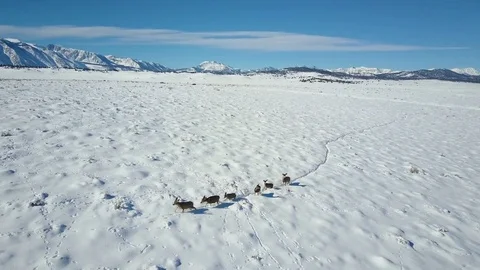 Deer Walking on Snow Covered Mountain Ridge Aerial 4K Stock Footage 71891677