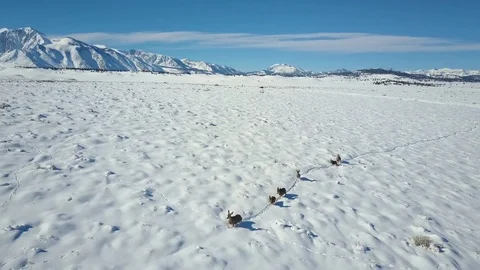 Deer Walking on Snow Covered Mountain Ridge Aerial 4K Stock Footage 71892179