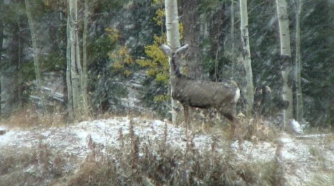 Deer walking in the snow Vídeo Stock 543811