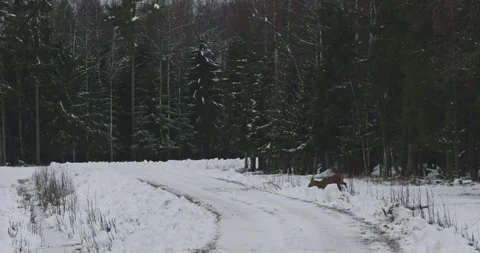 Deer walking on snowy path in forest during winter months Stock Footage 345965308