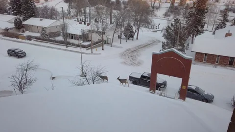 Deer walking on snowy sidewalk on a small town street Video stock 103865849