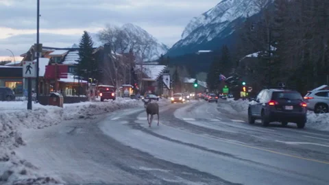 Deer walking on street Stock Footage 246878212