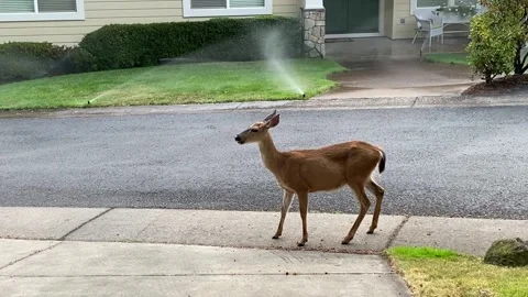 Deer Walking on Street in Suburbs Stock Footage 157891279