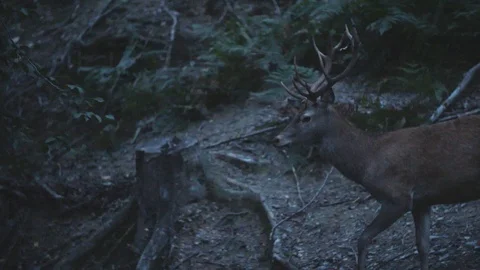 A deer is walking then stops Stockbeeldmateriaal 92408123