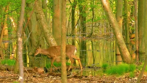 Deer Walking Through Autumn Forest Stock Footage 322549215