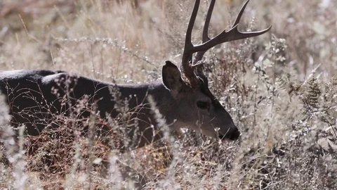 Deer Walking Through Brush 4K Stock Footage 80574385