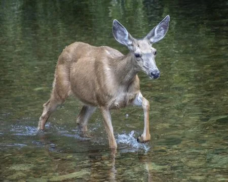 Deer walking through a calm river in a serene forest setting during the lat.. Stock Photos