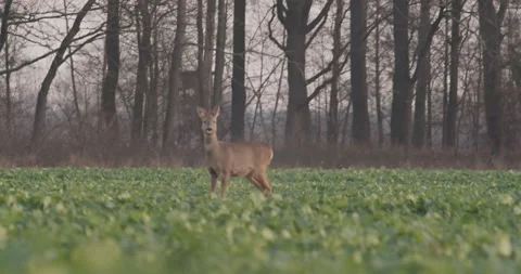 Deer Walking Through The Field Stock Footage 140553637