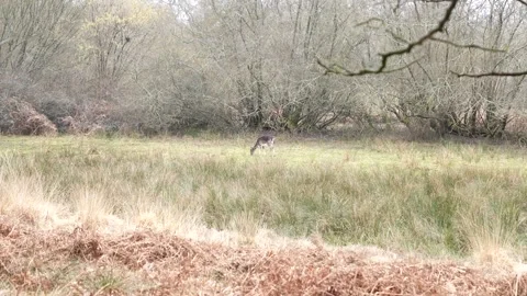 A deer is walking through a field of tall grass Stock Footage 302443319