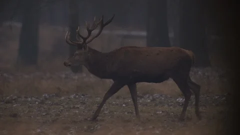 Deer walking through forest Stock Footage 85917795