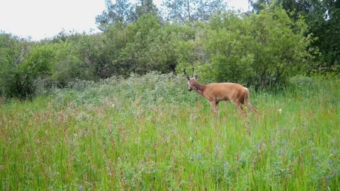 A deer is walking through a grassy field Video stock 293182256