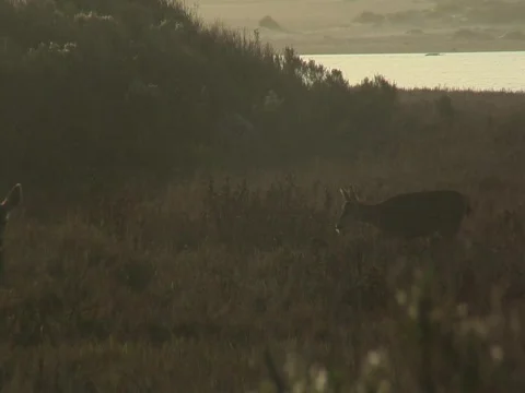 Deer walking through meadow at dusk Stock-Footage 707251
