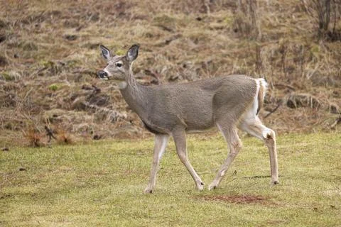 Deer walking through a park. Stock Photos