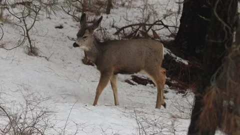 Deer Walking Through Snow (Slow Motion) 库存影片 183607582