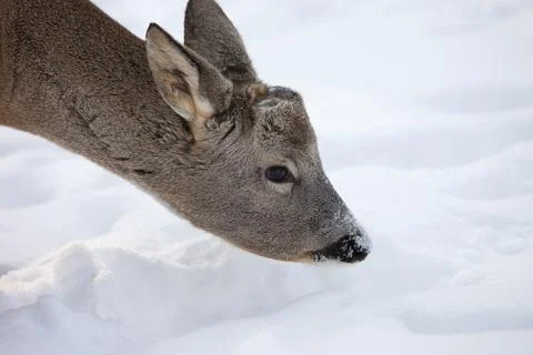Deer Walking Through Snow in Winter Fotos de archivo