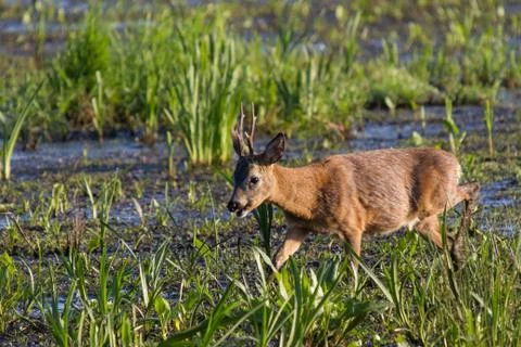 Deer walking through a swamp Stock Photos