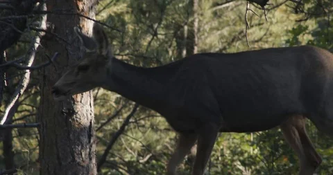 Deer walking through the Woods Stock Footage 94868267