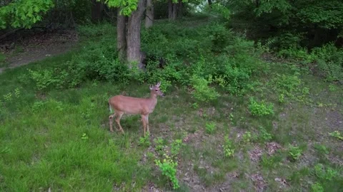 Deer walking through the woods Stock Footage 311575770