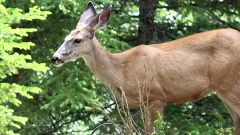 Deer Walking Through the Woods - slow motion Stock Footage 134822308