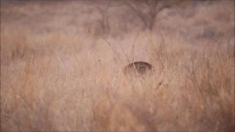 Deer walking from Tiger's Point of View Video stock 75823169